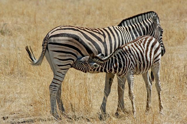 226 Etosha NP, zebra.JPG